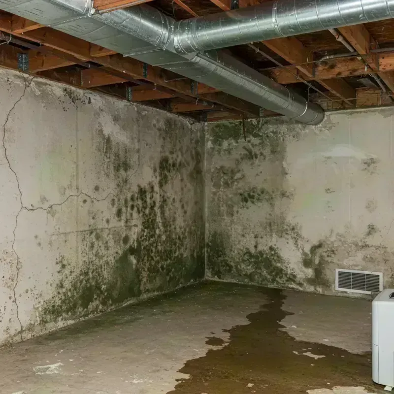 Professional Mold Removal in Lincoln County, KY